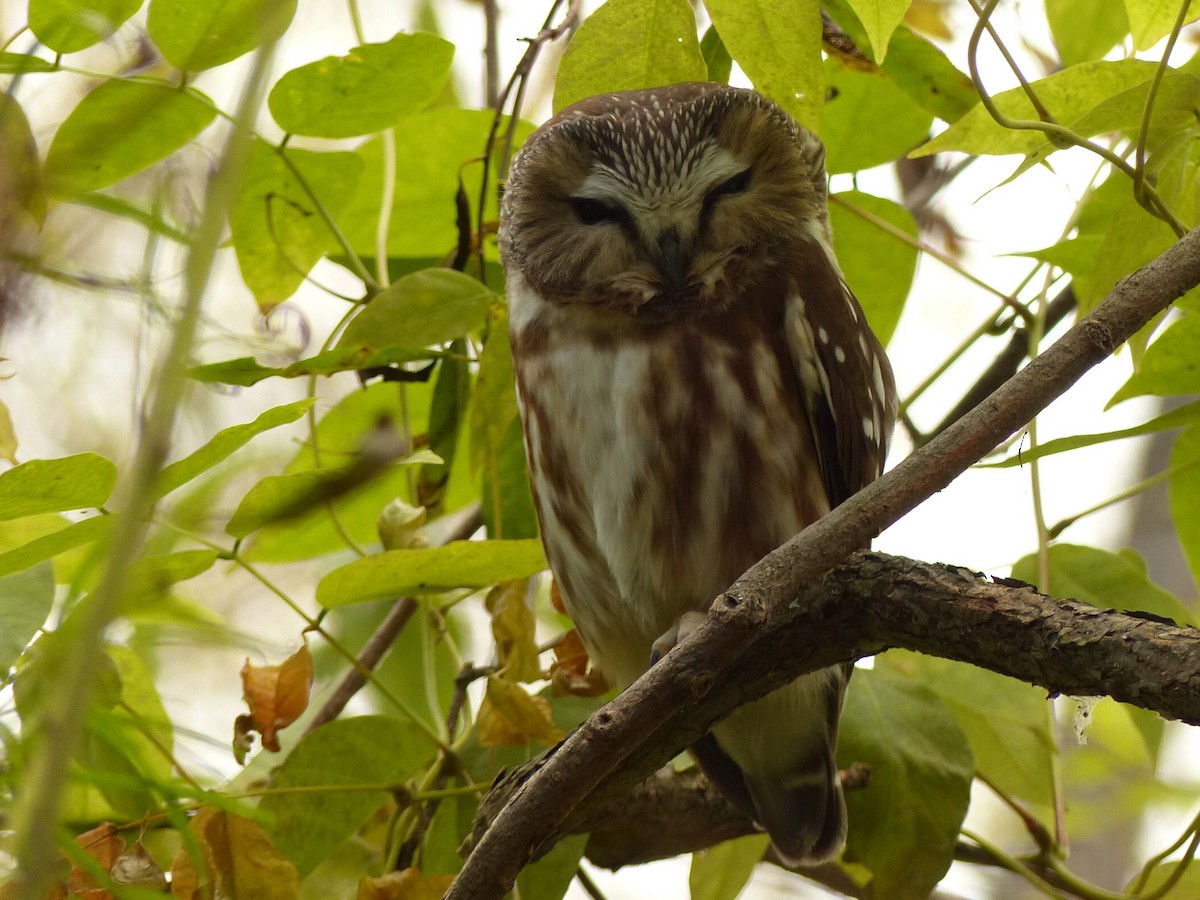 Northern Saw-whet Owl - Micheline Bisson