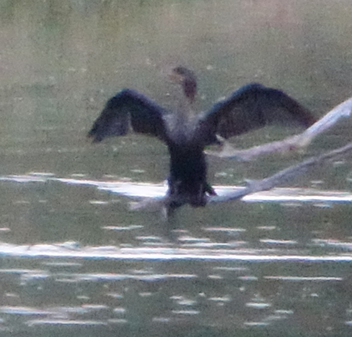 Double-crested Cormorant - ML610210652