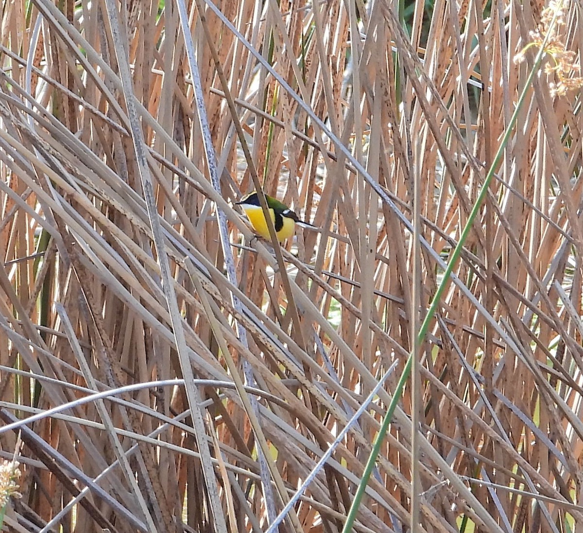 Many-colored Rush Tyrant - ML610210889