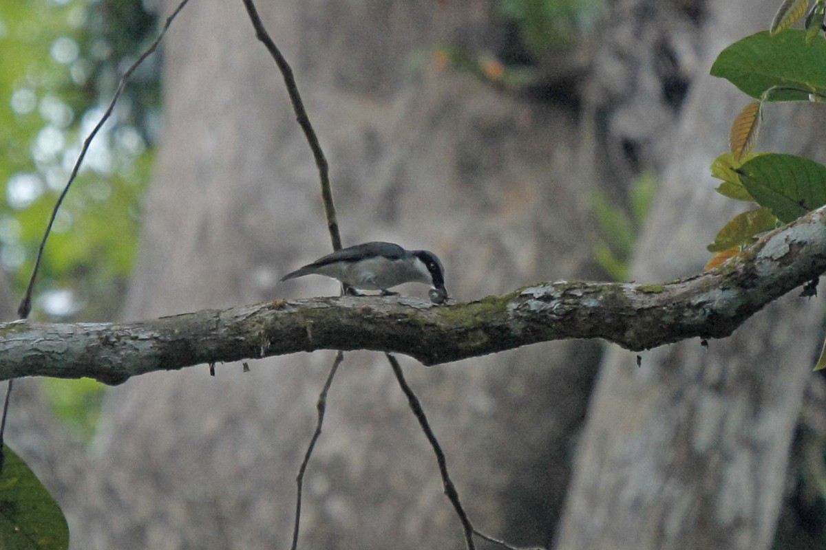 Large Woodshrike - Linda Widdop