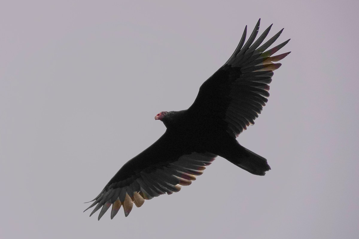 Turkey Vulture - ML610211041