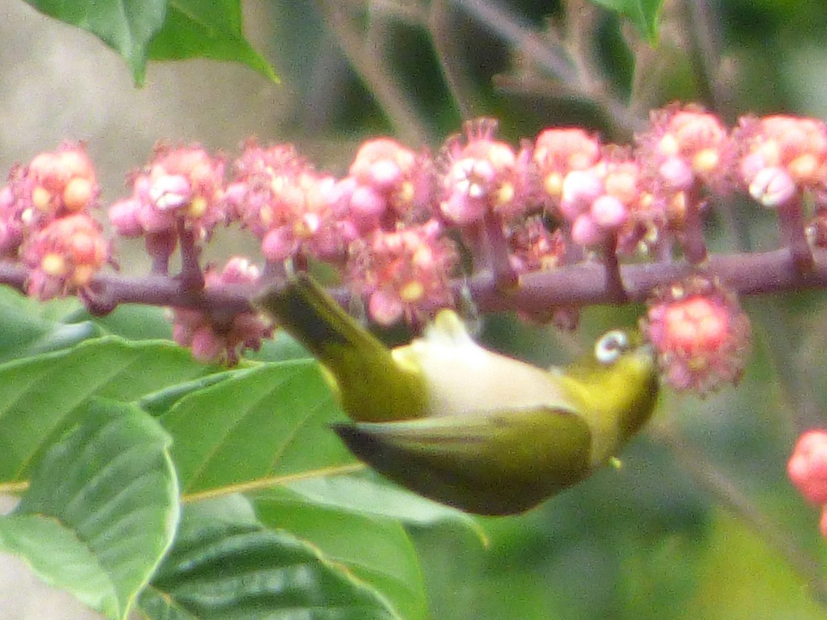 Warbling White-eye - ML610211085