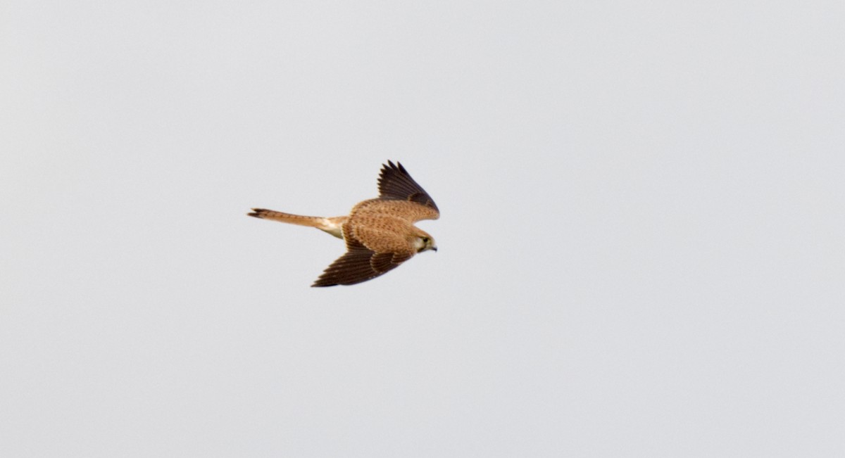 Nankeen Kestrel - ML610211106