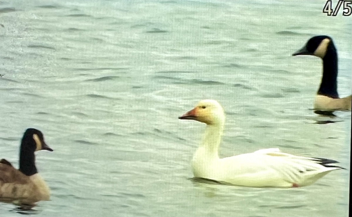Snow Goose - ML610211167