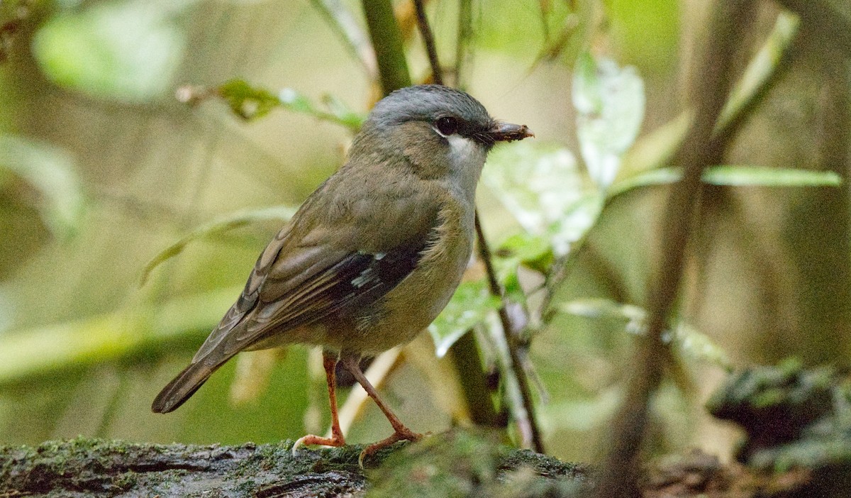 Petroica Cabecigrís - ML610211172