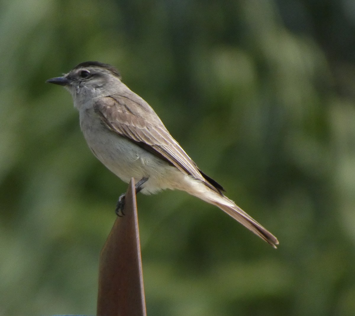 Crowned Slaty Flycatcher - ML610211192