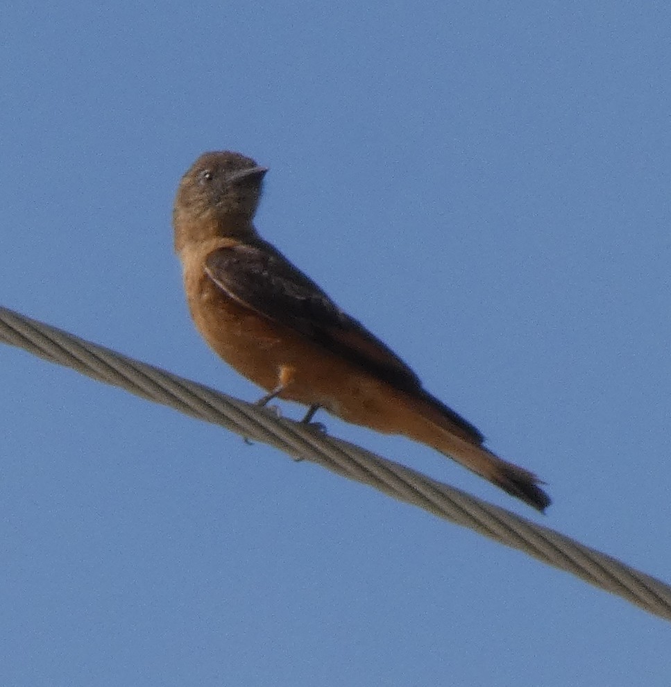 Cliff Flycatcher - ML610211200