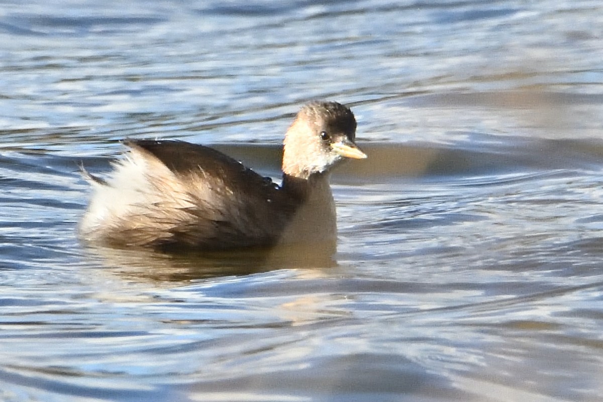 Little Grebe - ML610211204