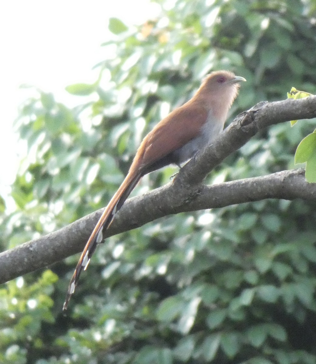 Squirrel Cuckoo - ML610211210