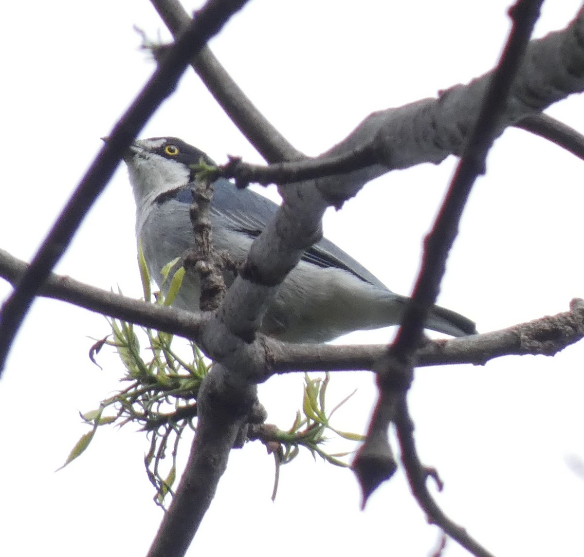 Hooded Tanager - ML610211216