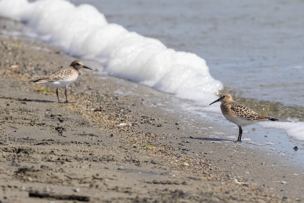 Baird's Sandpiper - ML610211241