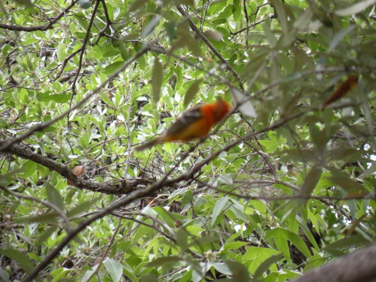 Flame-colored Tanager - ML610211363