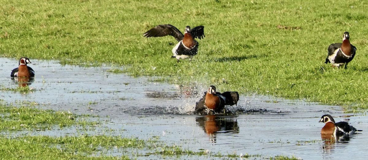 Red-breasted Goose - ML610211416