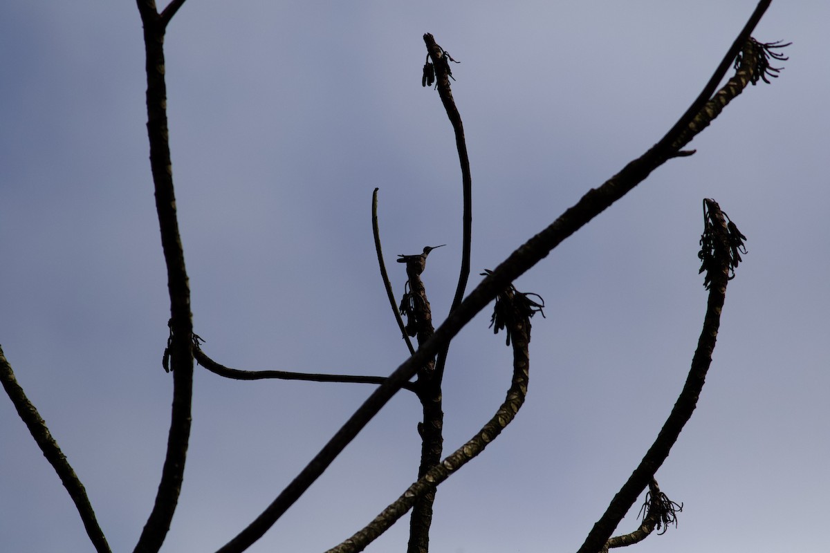 kolibřík hvězdohrdlý - ML610211431