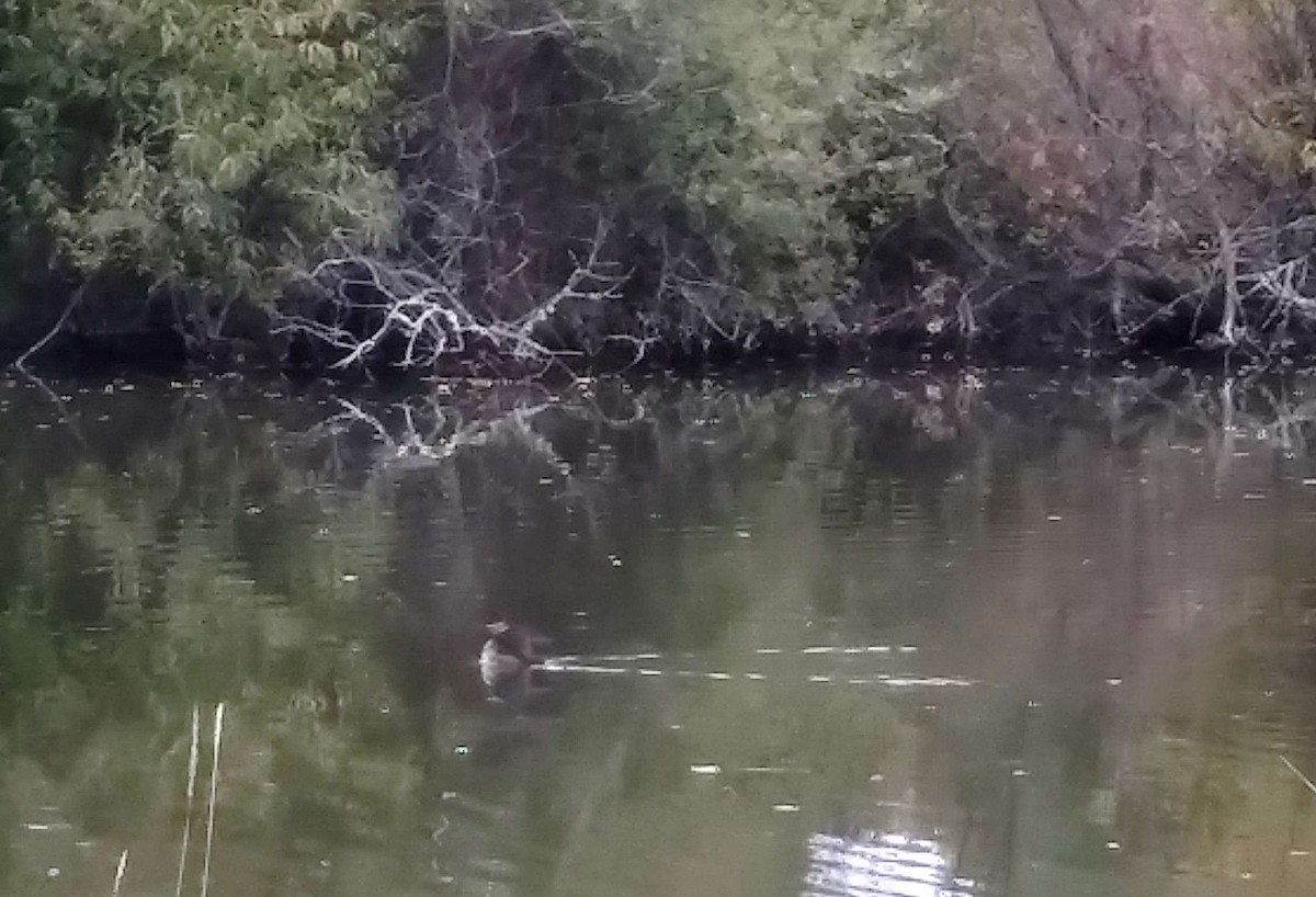 Surf Scoter - ML610211553