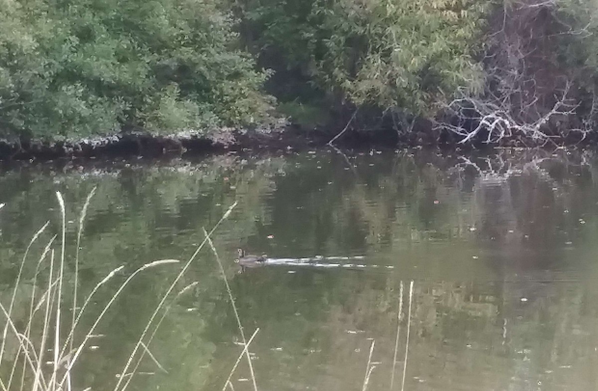Surf Scoter - ML610211619