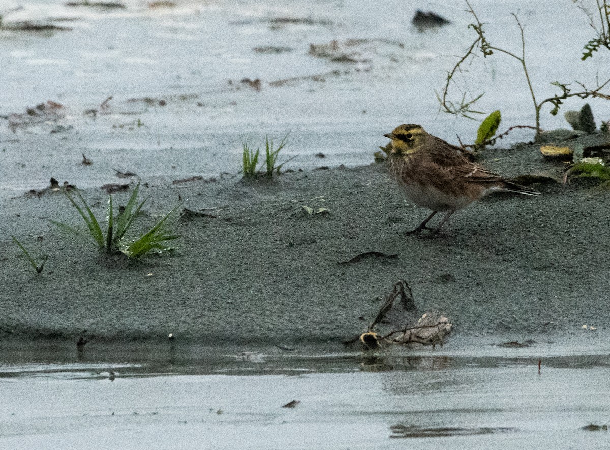 Horned Lark - ML610211622