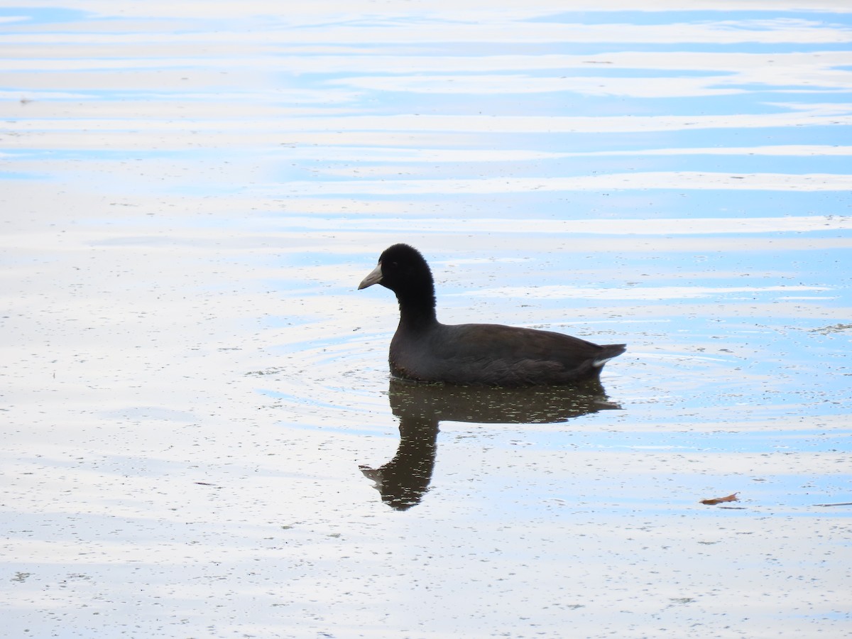 American Coot - ML610211654