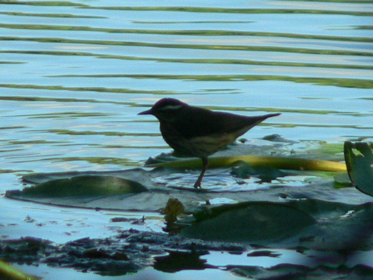 Louisiana Waterthrush - ML610211758