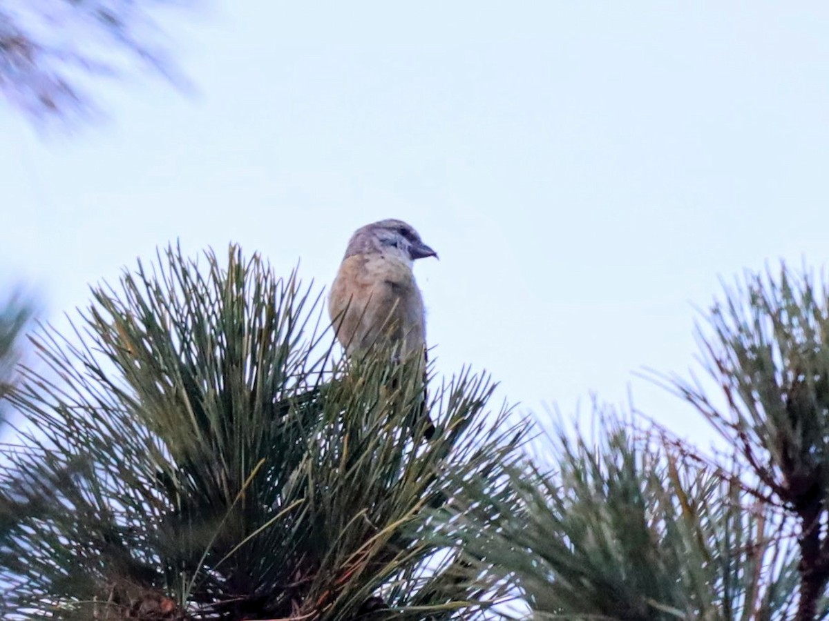 Red Crossbill - Josh Yoder