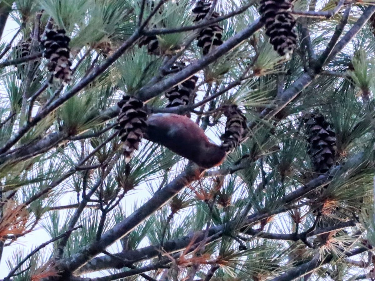 Red Crossbill - ML610211871