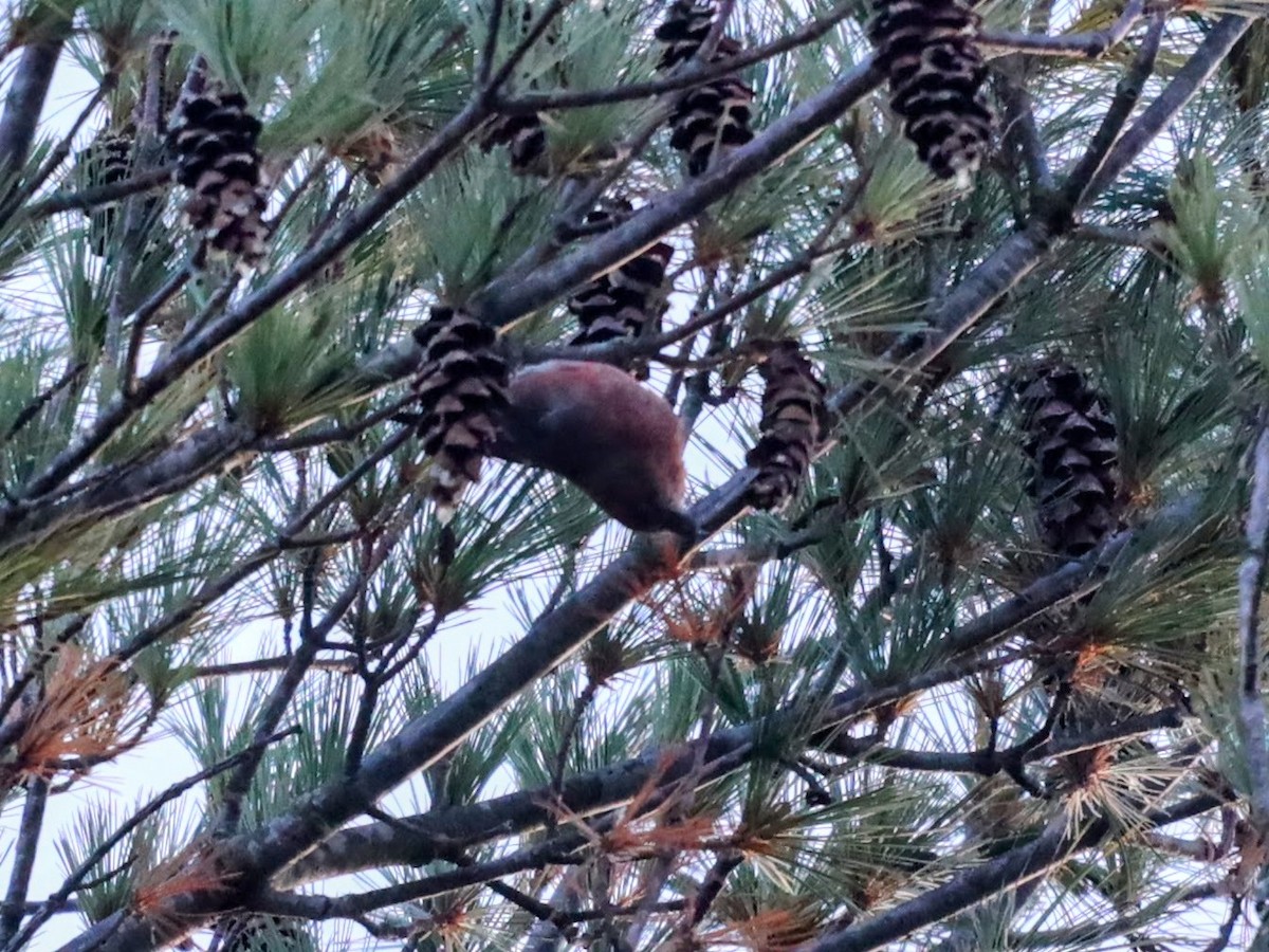 Red Crossbill - ML610211872