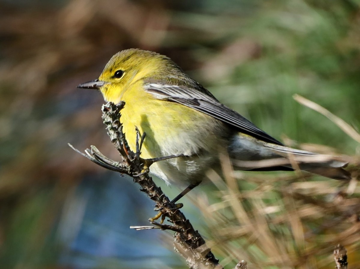 Pine Warbler - ML610211883