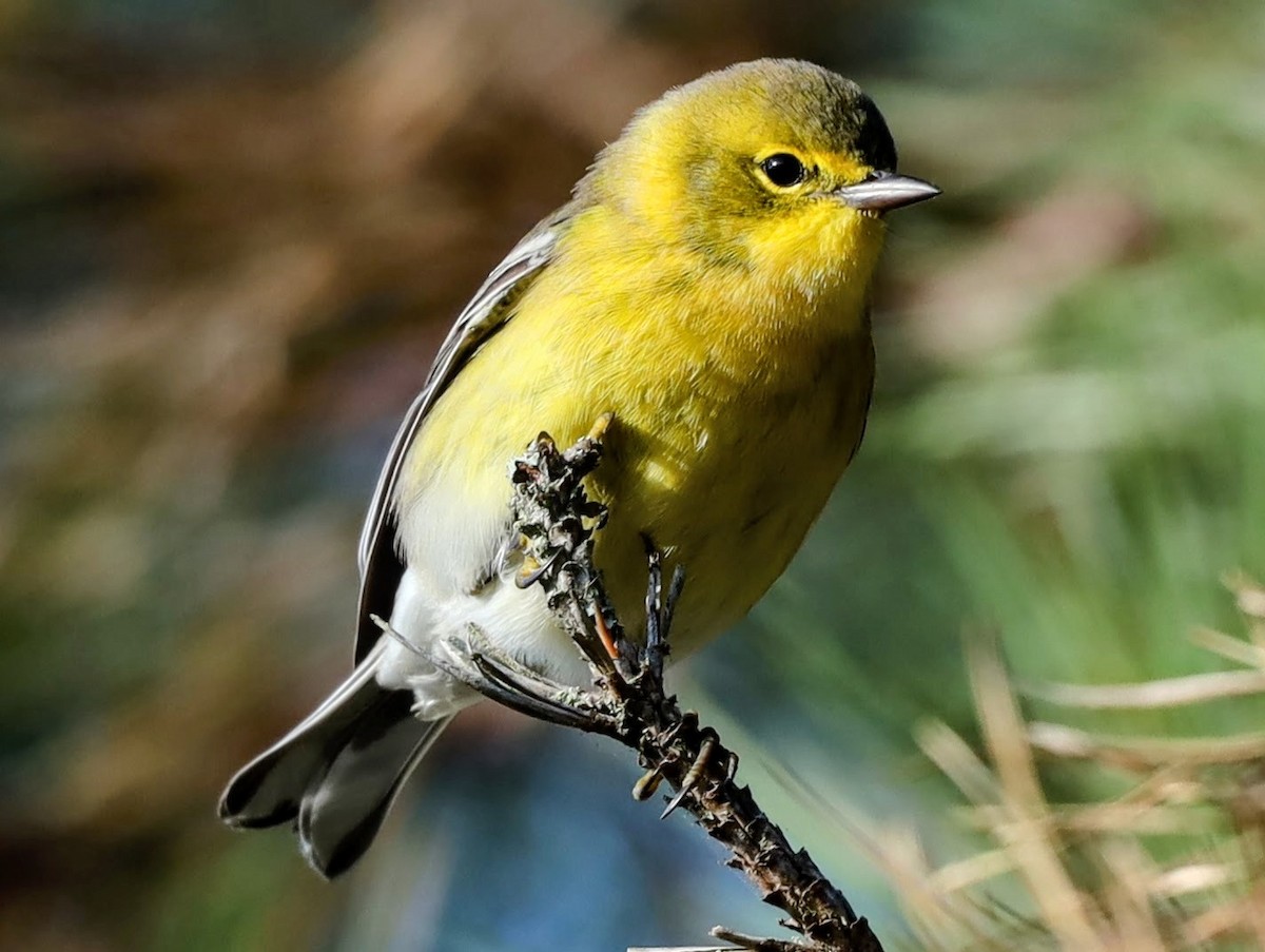 Pine Warbler - ML610211884