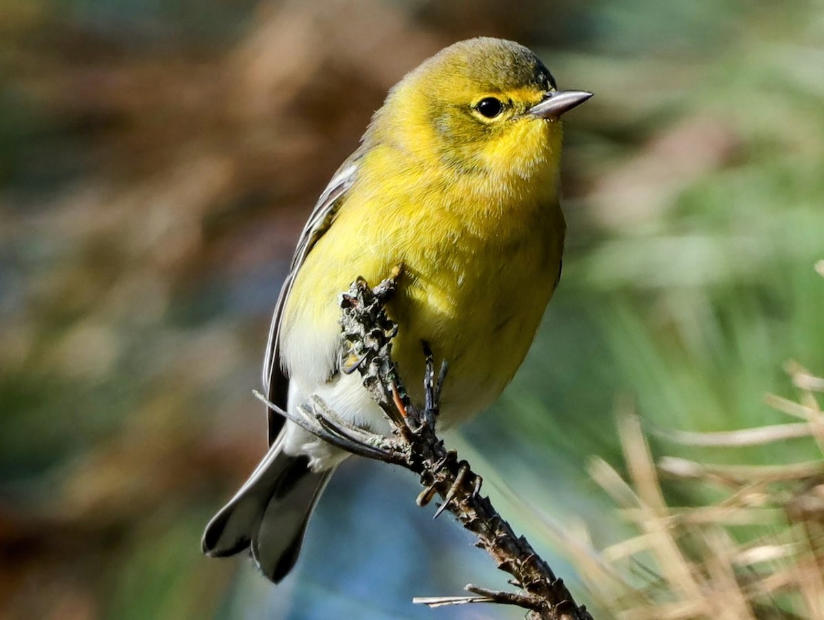 Pine Warbler - ML610211885