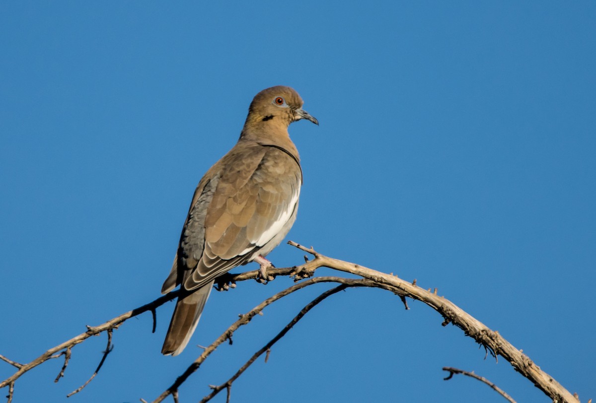 White-winged Dove - Daniel Ward