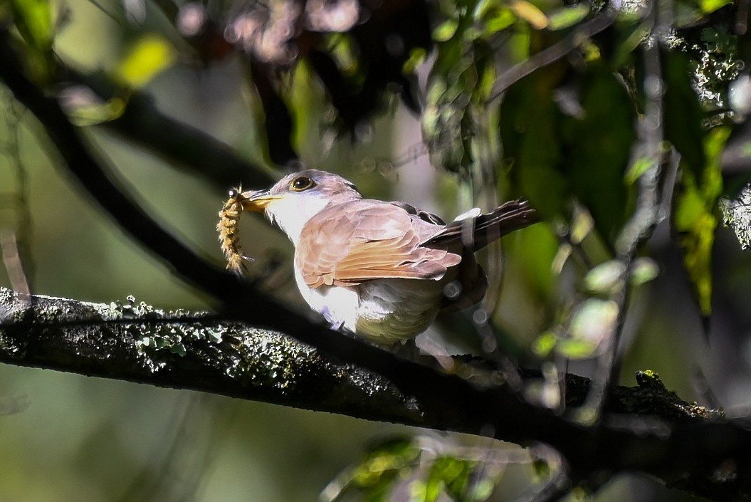 Yellow-billed Cuckoo - ML610211963