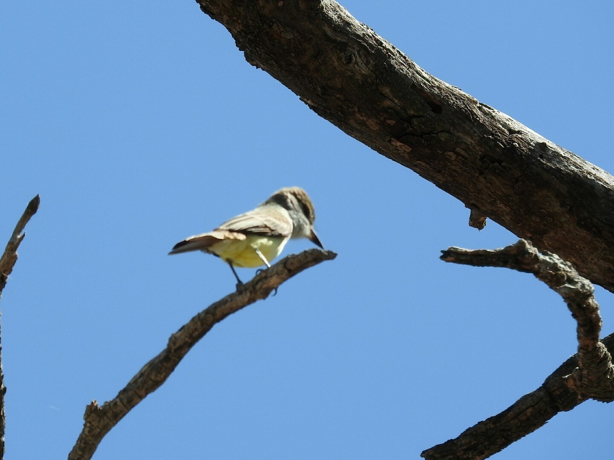 Swainson's Flycatcher - ML610212043