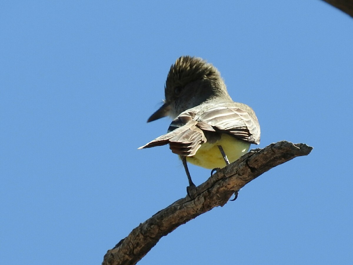 Swainson's Flycatcher - ML610212044