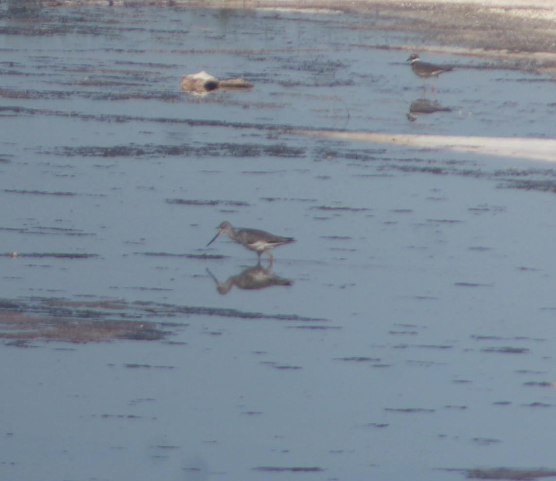 Greater Yellowlegs - ML610212285