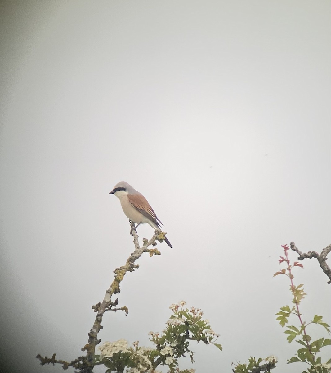 Red-backed Shrike - ML610212432