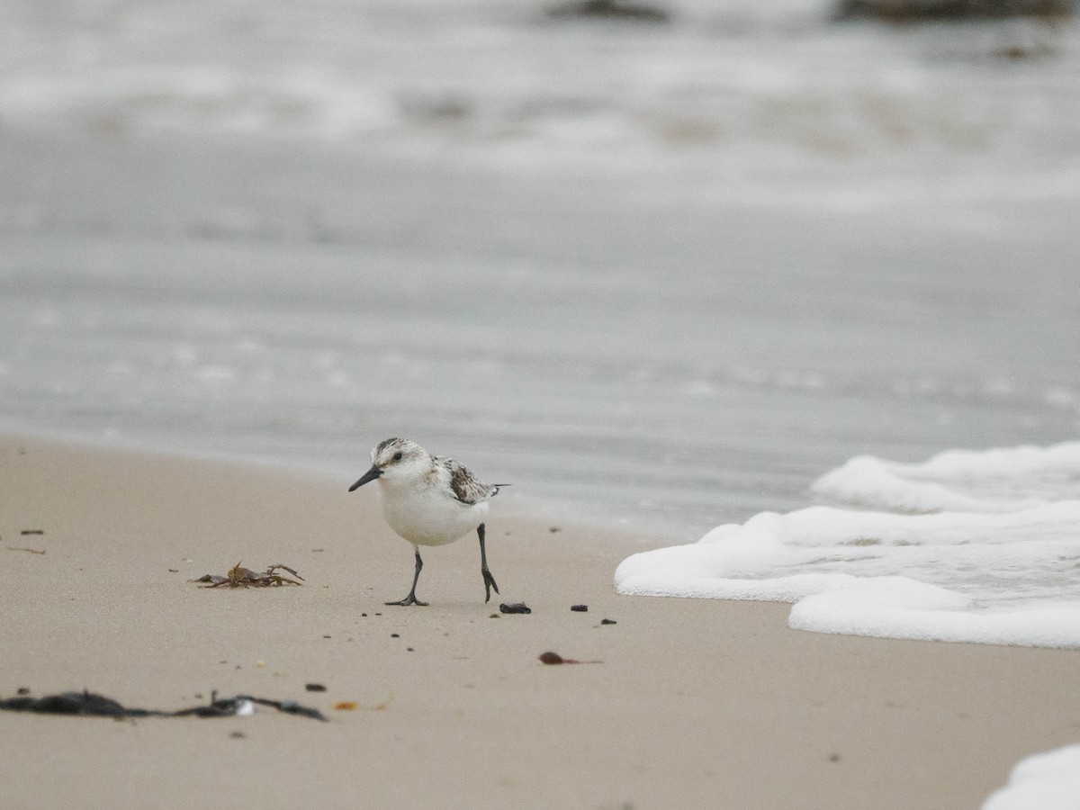 Sanderling - Colin Leslie