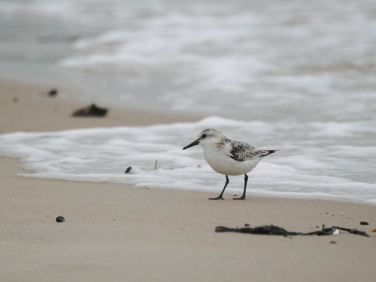 Sanderling - ML610212454