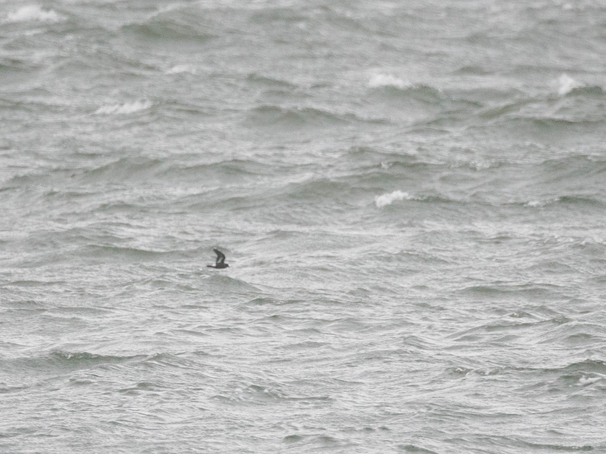 European Storm-Petrel - Colin Leslie