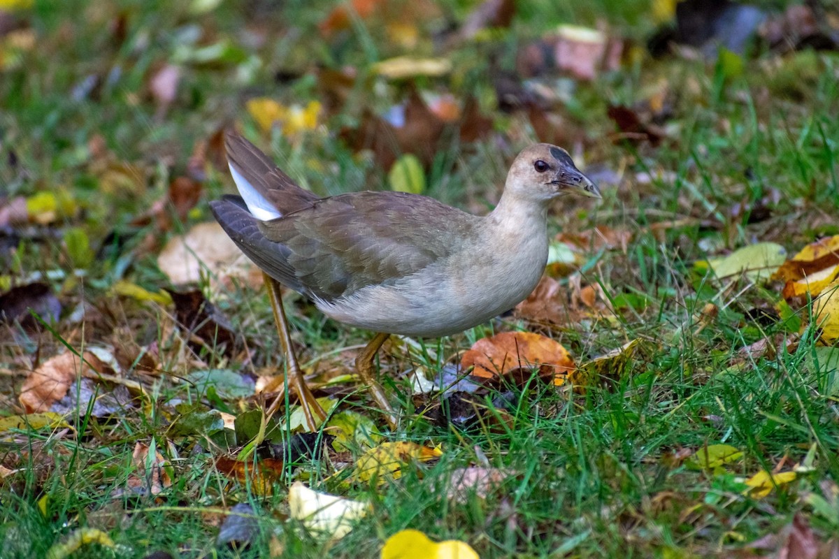 Purple Gallinule - ML610212562