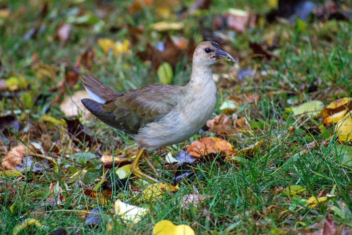 Purple Gallinule - ML610212563