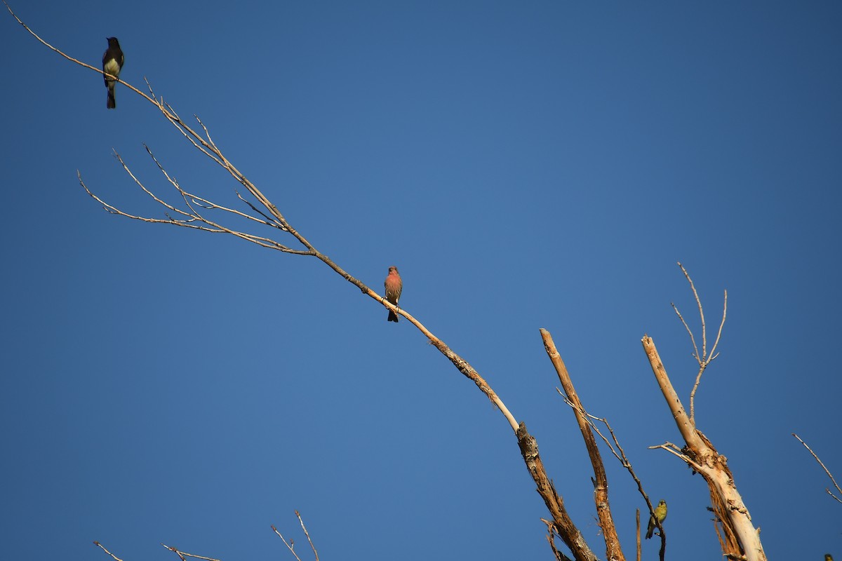 House Finch - ML610212611