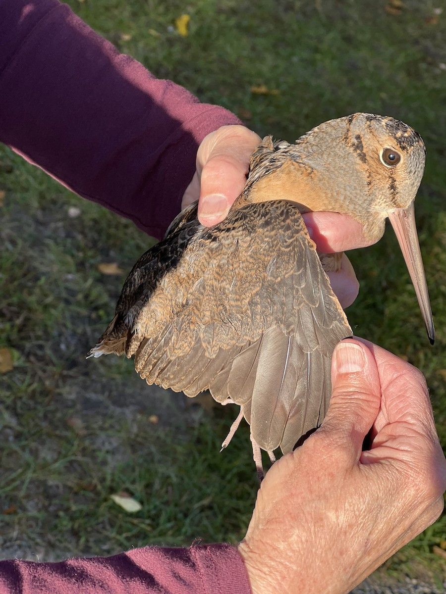 American Woodcock - ML610212686