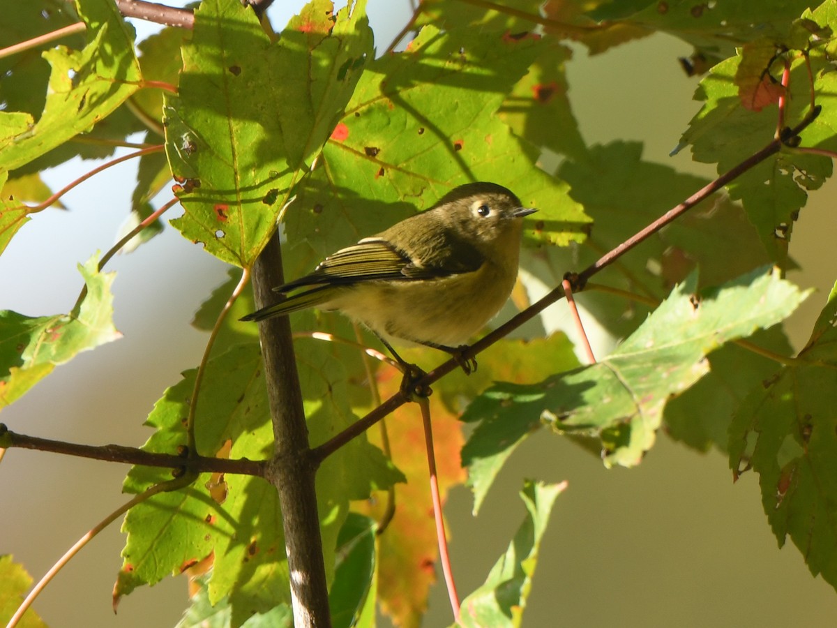 Roitelet à couronne rubis - ML610212727