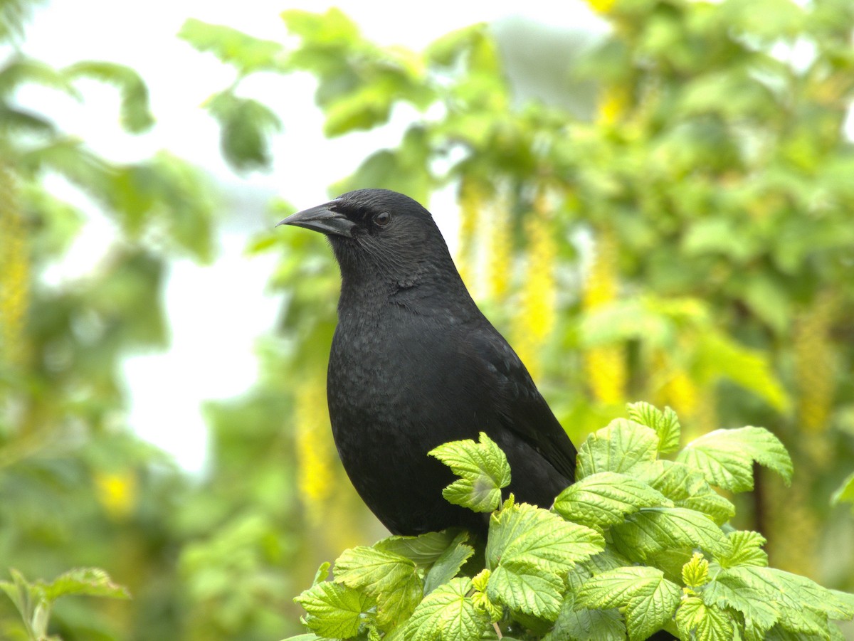 Austral Blackbird - ML610212787