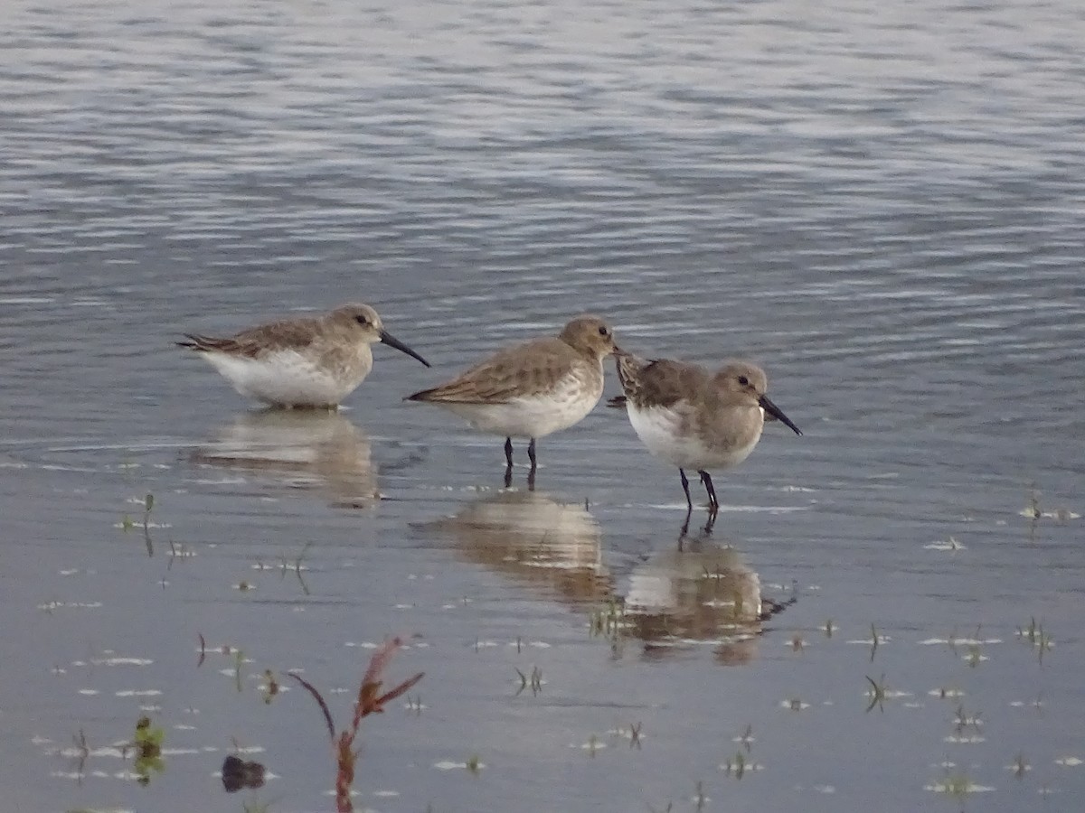 Dunlin - ML610212795