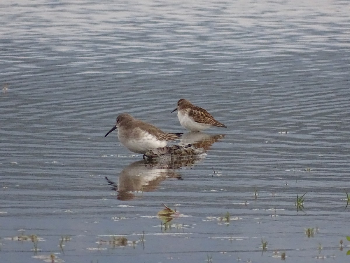 Alpenstrandläufer - ML610212796