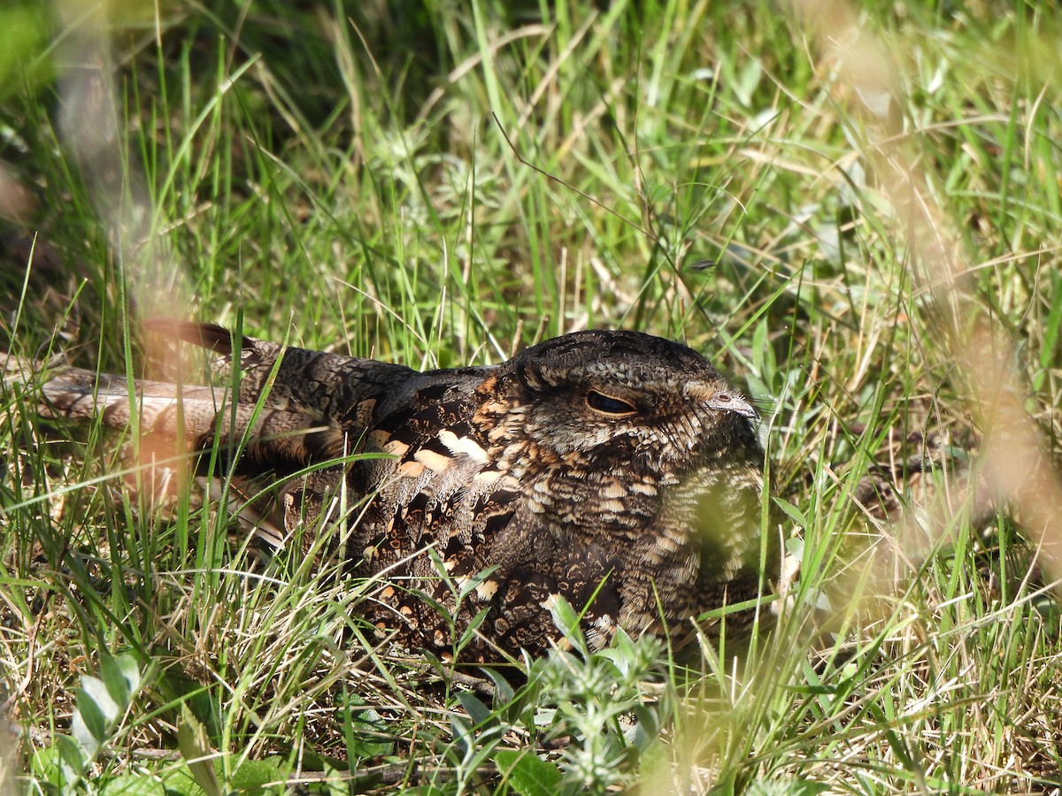 Scissor-tailed Nightjar - Liliana Perera