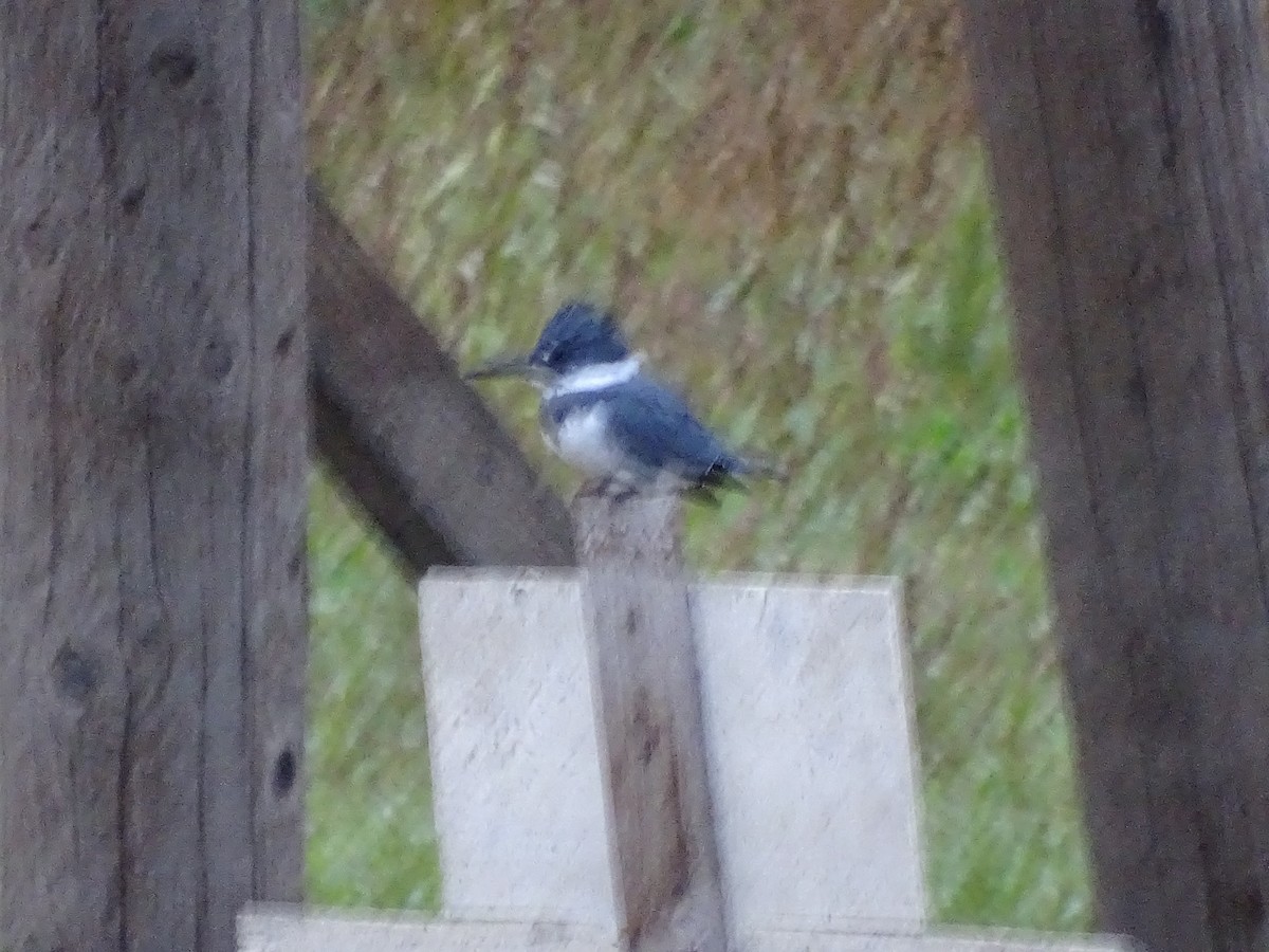 Belted Kingfisher - ML610212897