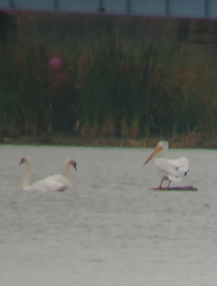 American White Pelican - Ron and Gwen Shavalier
