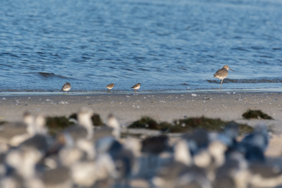 Least Sandpiper - Gabrielle Harrison